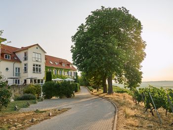 Winterliche Träumerei im Weinberg