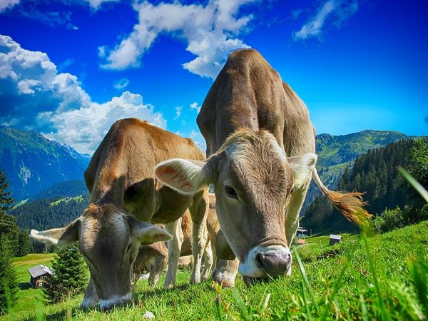 Von Almen bis Wellness – Ihre Auszeit ruft – 5 Tage in Ratschings, Trentino-Südtirol inkl. Halbpension