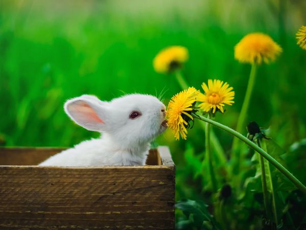 Osterurlaub im Vogtland- 4 Tage inkl. HP plus in Lengenfeld Halbpension Plus