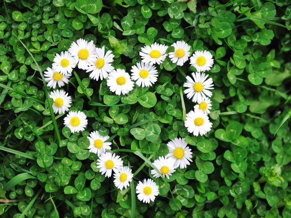 4 Tage Himmelfahrtskurztrip im Seehotel inkl. HP plus in Großräschen Halbpension Plus