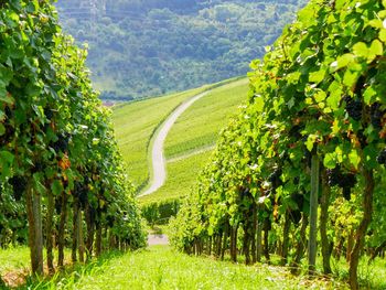 3 Tage Ausspannen in der Pfalz
