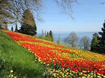 Blütenparadies im Bodensee - Insel Mainau | 7 Tage