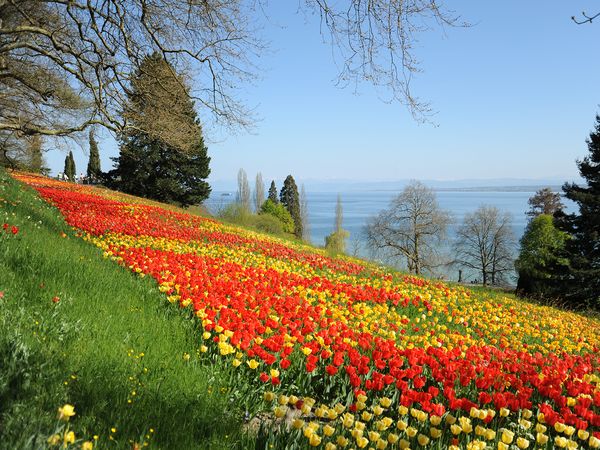 Blütenparadies im Bodensee – Insel Mainau | 7 Tage in Tuttlingen, Baden-Württemberg inkl. Frühstück