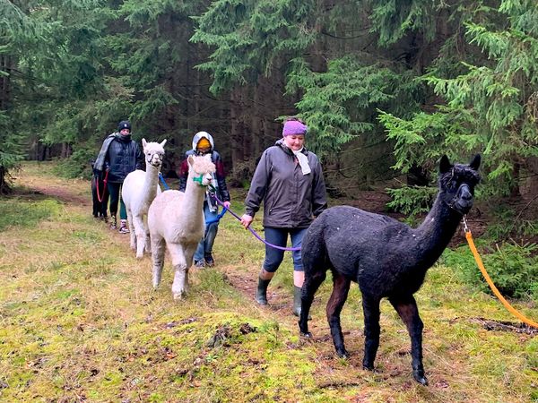 2 Tage Wochenende mit gemütlicher Alpaka-Wanderung! in Bad Elster, Sachsen inkl. Frühstück