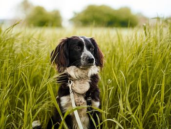 Urlaub mit Hund - Ferien auf vier Pfoten - 7 Nächte