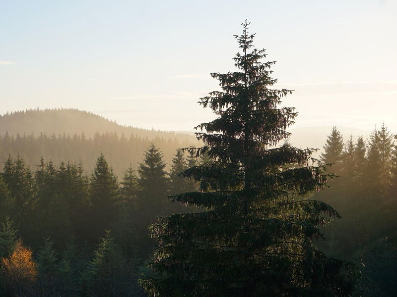 Waldhotel Berghof