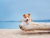 Herrchen & Frauchen mit ihrem Liebling am Ostseestrand - Hundearrangement