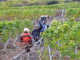 Urlaub beim Winzer an der Mosel