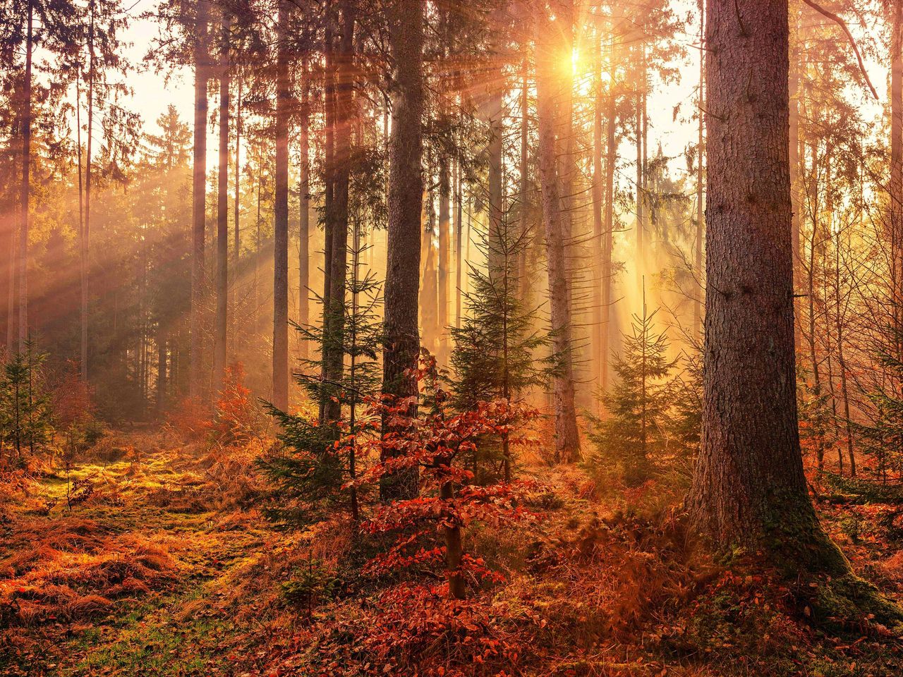 Schwarzwald-Herbst