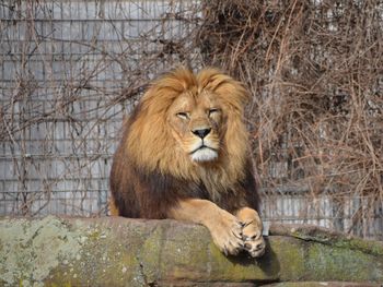 3 Tage Familienzeit in Heidelberg mit Zoo Heidelberg