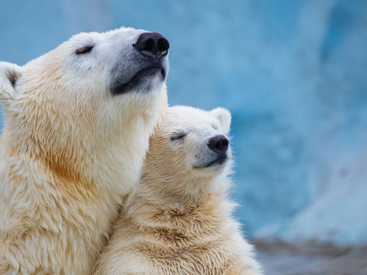 4 tierische Wintertage in Hannover