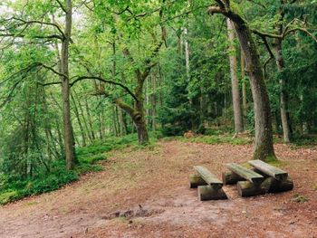 Kranichzauber im Herbst