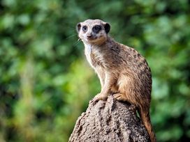 Auf Safari im Zoo Leipzig | 3 Tage Zooabenteuer