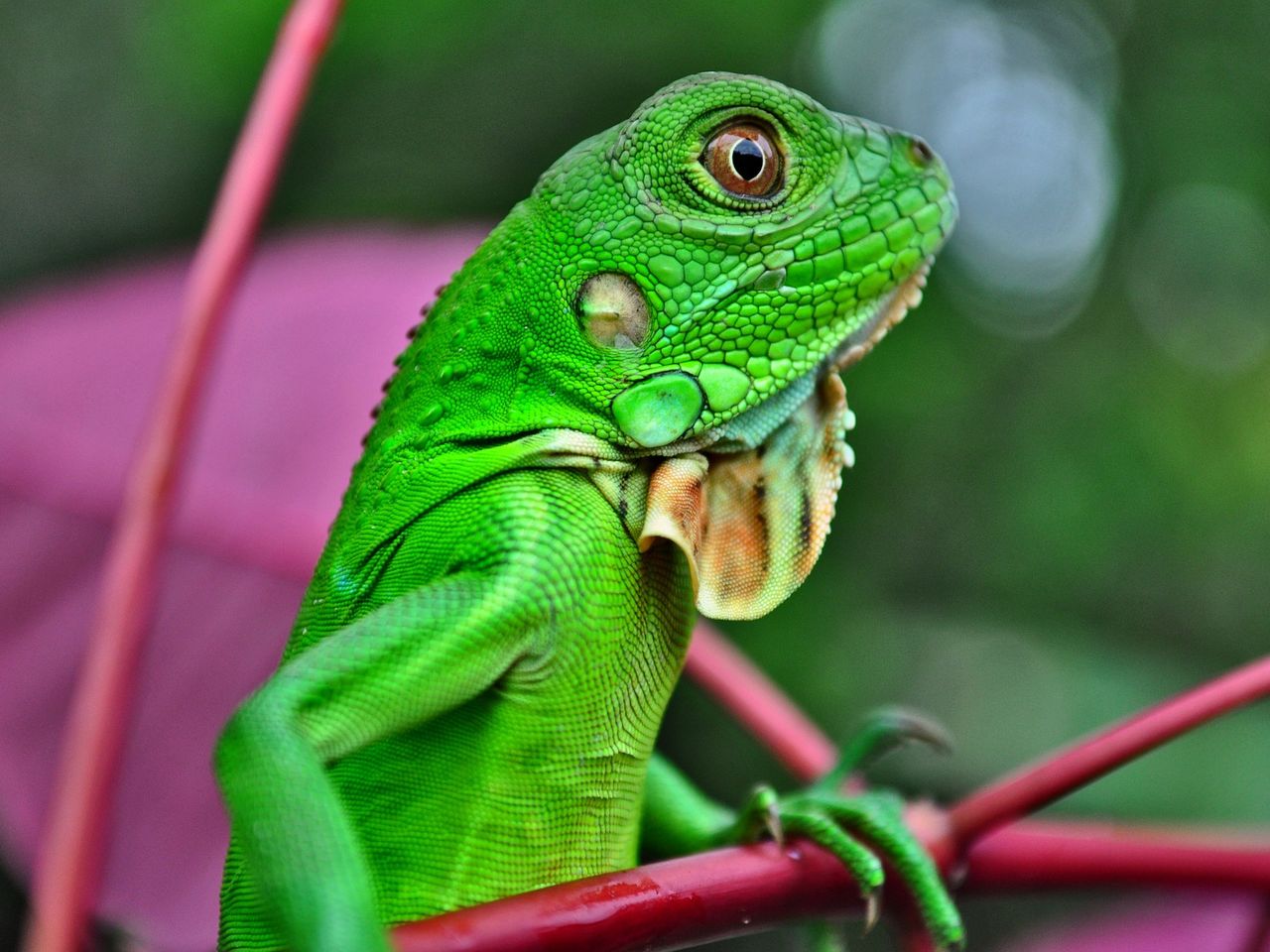 Echse & Co.-Deutschlands größter Reptilien Zoo | 6 T.