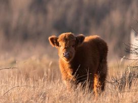 3 Tage Urlaub im schönsten Küstenort Nordhollands