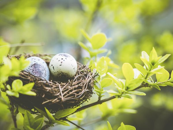 3 Tage Osterfreuden im Teutoburger Wald (18.04.-21.04.2025) in Willebadessen, Nordrhein-Westfalen inkl. Halbpension