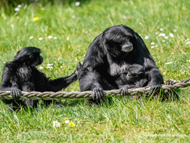 Serengeti-Park Hodenhagen mit Ticket und Hotel
