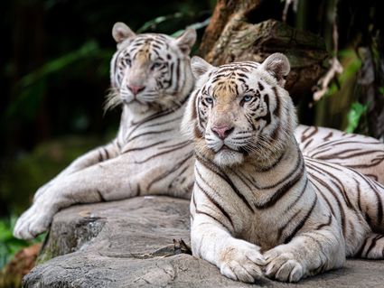 Tierischer Sommer-Deal - 4 Tage inkl. Eintritt "Wilhelma"