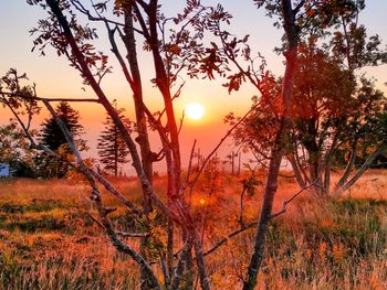 Den Schwarzwald kulinarisch zu Fuß erkunden