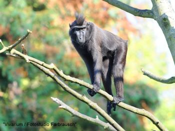 Tierische Erlebnisse im Zoo Vivarium - 2 Tage