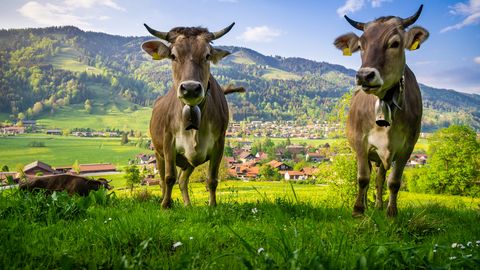 Kühe im Allgäu
