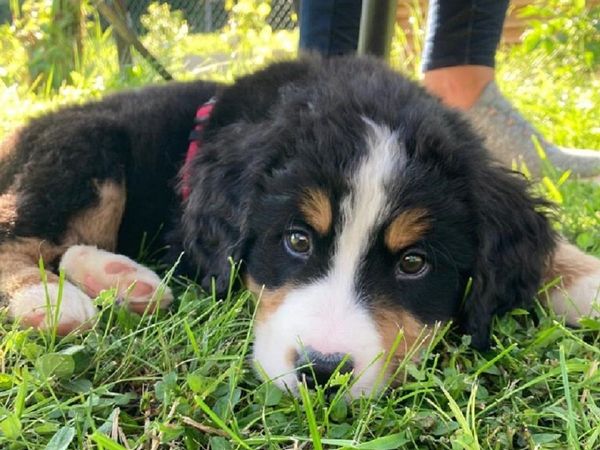 2 Tage Auf den Hund gekommen in St. Wolfgang im Salzkammergut, Oberösterreich inkl. Frühstück