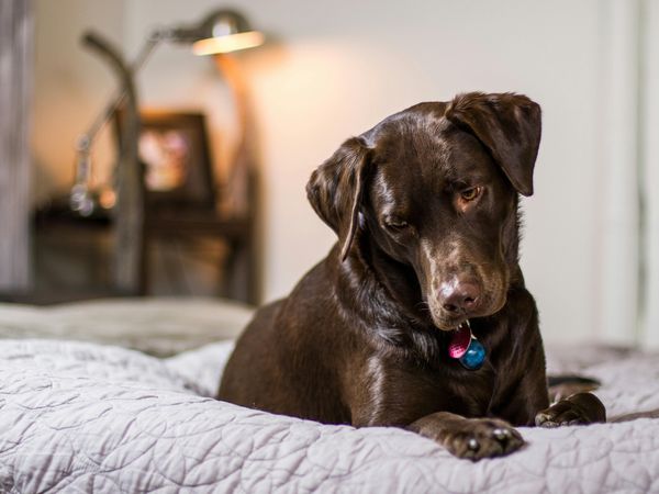 2 Tage auf vier Pfoten in der Wetterau in Nidda, Hessen inkl. Halbpension