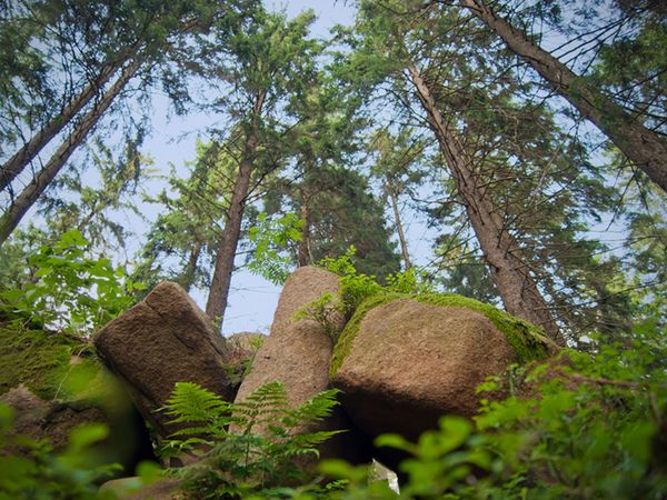 3 Tage Harz-Schnäppchen inkl. Halbpension plus in Güntersberge Halbpension Plus