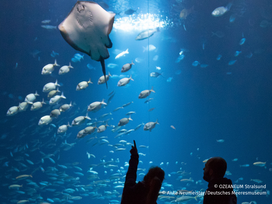 OZEANEUM Stralsund mit Ticket und Hotel