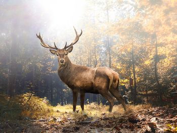 3 Tage Auszeit für Naturliebhaber mit Wildpark-Besuch