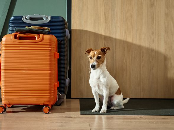 4 Pfotenzeit – Urlaub, der auch Ihrem Hund gut tut | 4 Tage