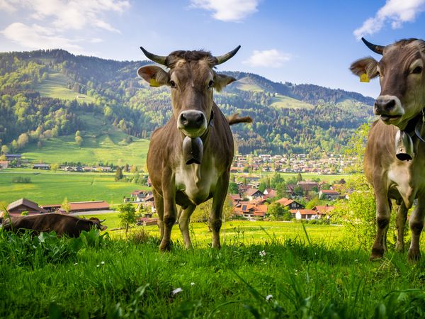 7=6 Urlaub im Allgäu – 1 Nacht gratis! in Kißlegg Halbpension Plus