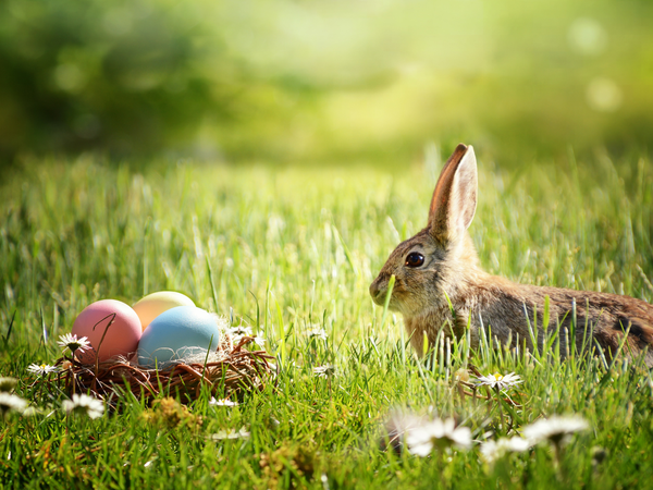 3 Tage Ostergenuss in Aurich, Niedersachsen inkl. Halbpension