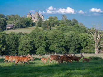 3 Tage Dornröschen's Tierpark & Rapunzel's Turm