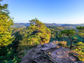 Wanderurlaub Pfälzerwald inkl. Halbpension | 5 Tage