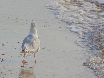 Einfach an die Ostsee - 11 Tage Ferienwohnung Zingst