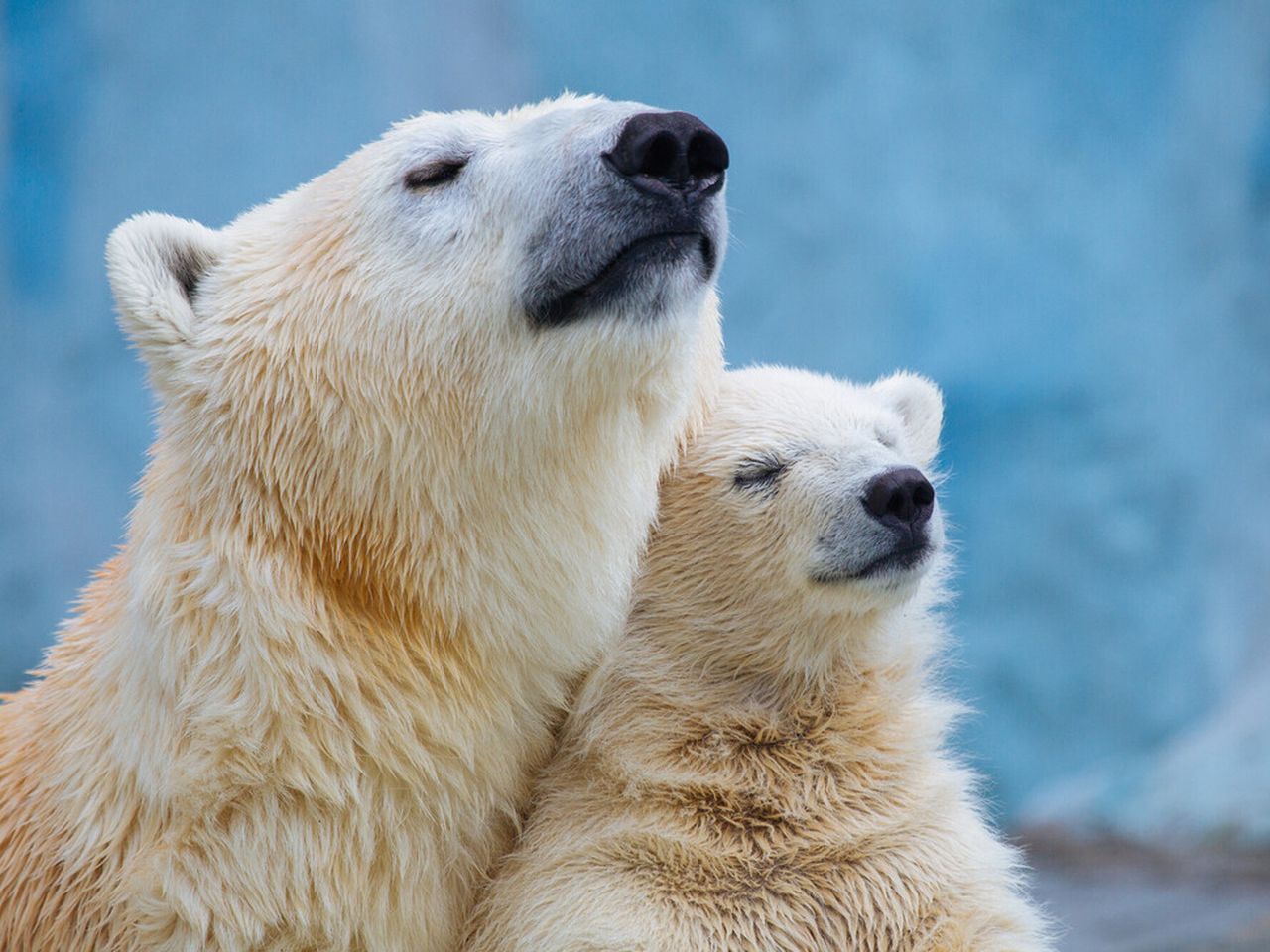 Tierische Magie im Erlebnis-Zoo Hannover /3 Tage