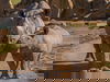 Tierisches Vergnügen: Zoo mit Gondwanaland - 5 Tage