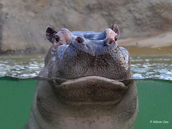 Kölner Zoo