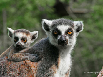 Tierpark Irgenöd