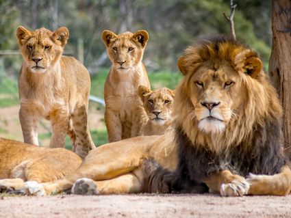 Übernachtung & Tierabenteuer im Leipziger Zoo