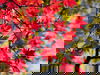 Herbst-Juwel