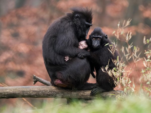 Elsass erleben mit Zooabenteuer – 4 Tage in Baldersheim, Grand Est inkl. Frühstück