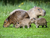 Tierpark und Tropen Aquarium Hagenbeck in Hamburg mit Hotel