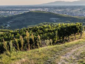 5=4 Wandern & Wein am Kaiserstuhl - inkl. Weinverkostung beim Winzer