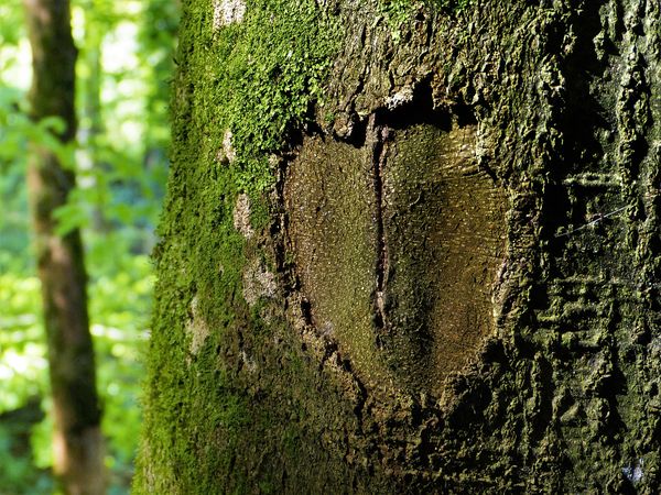 2 Tage Verwöhnzeit für Körper und Seele in Grasellenbach, Hessen inkl. Frühstück