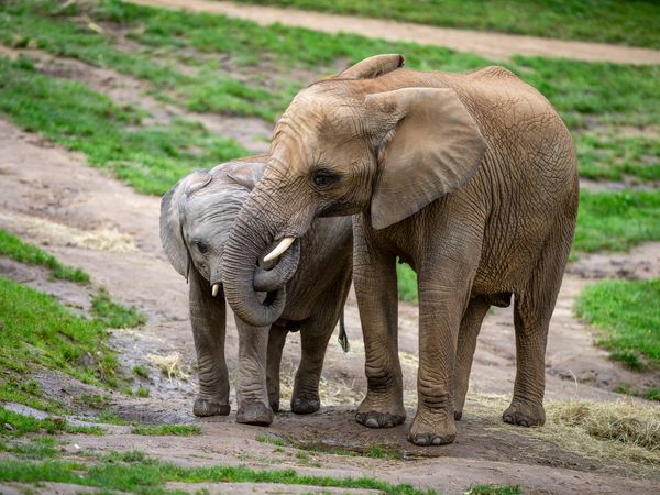 4 schöne Tage im Taunus inkl. Besuch im Opel Zoo in Frankfurt am Main, Hessen inkl. Frühstück