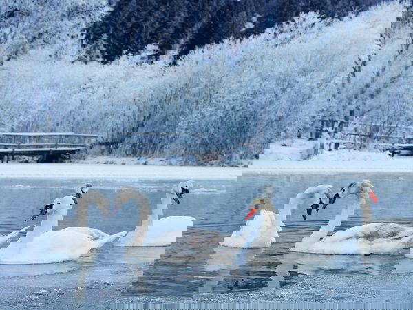 Ostfriesen Winterschnäppchen – 5 Tage inkl. HP plus in Wiesmoor, Niedersachsen inkl. Halbpension Plus