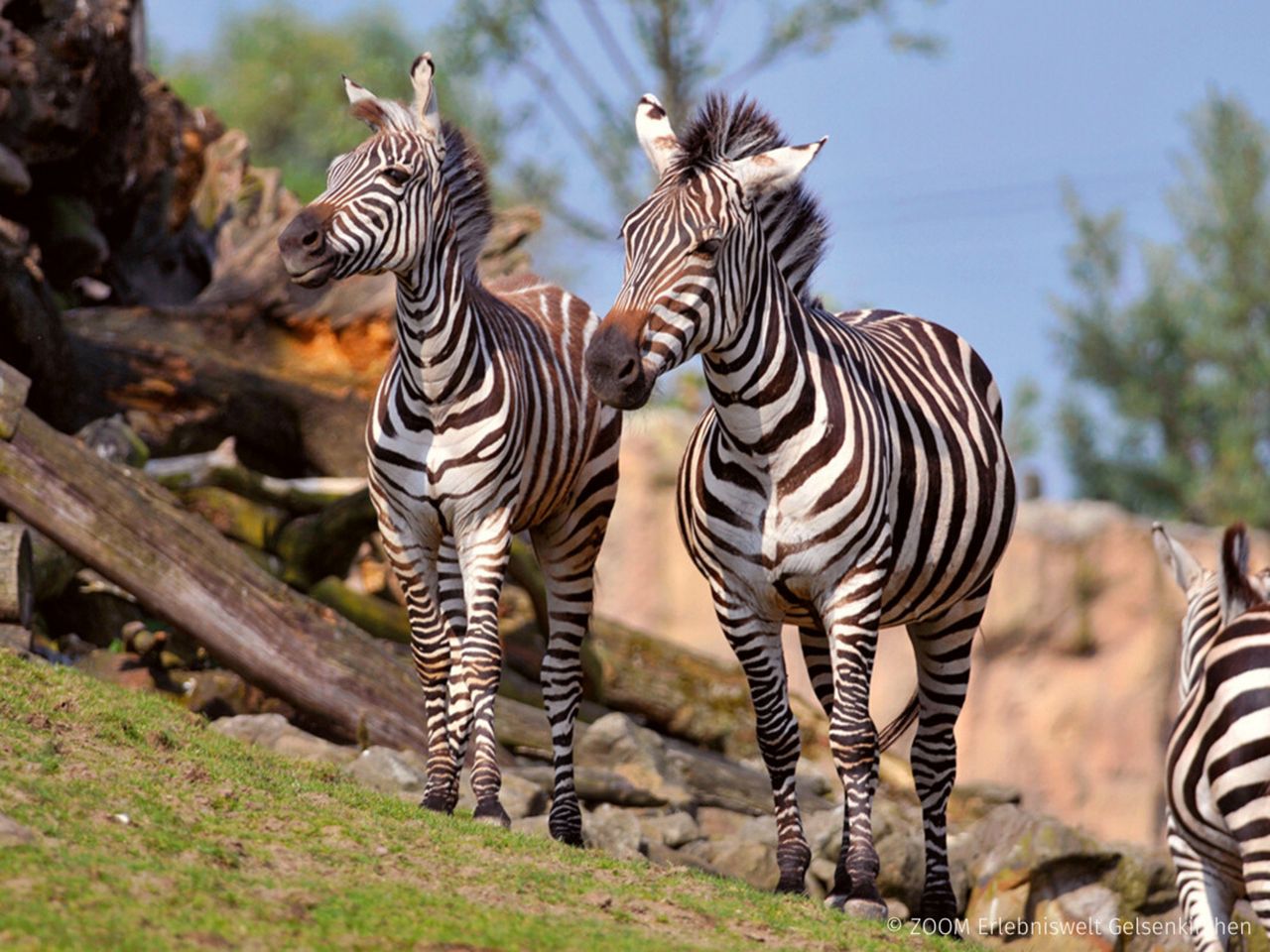 3 Tage - Tierisches Vergnügen in Zoom Erlebniswelt