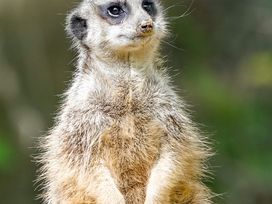 Serengeti Park Hodenhagen mit Hotel